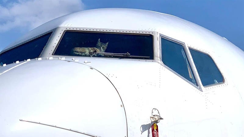 Gato encerrado dentro de un avión