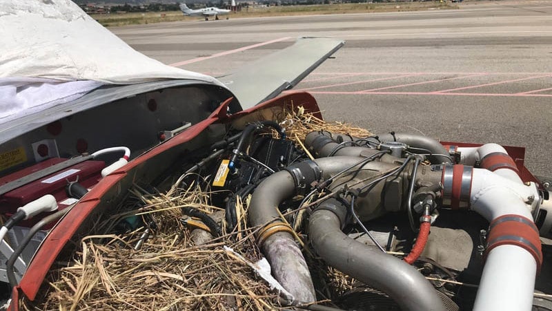 Nido formado tras la preservación de una avioneta